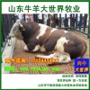 出售優(yōu)質(zhì)肉牛犢西門(mén)塔爾牛