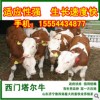 大小西門塔爾改良肉牛品種好價(jià)格最低