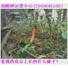 細(xì)黃草（細(xì)莖石斛）批發(fā)