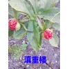 紅河/會澤2-5年生的重樓種子銷售087164155848