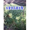 冬瓜苗文山麻栗坡價格*文山冬瓜苗哪里能買到*草果苗栽種條件