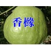 [香櫞樹苗]香櫞樹苗報(bào)價(jià)*香櫞水果多少錢一斤?