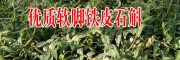 云南鐵皮石斛種植戶(hù)|四川軟腳鐵皮石斛|