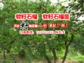 軟籽石榴中的極品-大理軟籽石榴苗種植技術(shù)