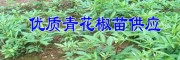 適合云南種植的青花椒苗# 云南青花椒苗批發(fā)