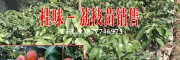 云南果樹苗#紅河芒果苗公司#元陽果樹苗繁育場(chǎng)