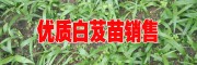 白芨小苗圖片#2017白芨小苗多少一株