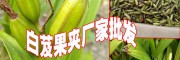 白芨多少一斤%白芨種苗價(jià)(云南白芨果夾)