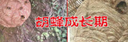 馬蜂多少錢(qián)一只?(附圖)