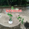 糯米香茶苗哪里有銷售#糯米香茶苗供應商#