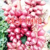 糯米香茶多少錢(qián)一斤##糯米香茶價(jià)格:13649607025