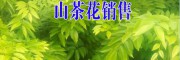 云南山茶花樹(shù)銷售信息