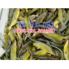 叉尾魚價(jià)格|黃辣丁魚價(jià)格@ 鱸魚苗價(jià)格◆鱸魚多少錢一斤