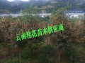 桂花樹綜合性企業(yè)批發(fā)價格#桂花特價格表,