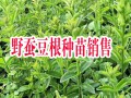 野蠶豆根小苗哪里賣(mài)