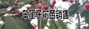 車厘子苗批發(fā)價格(早大果，美早，黑珍珠，紅燈品種)