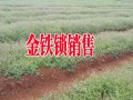 金鐵鎖又叫獨定子#昆明金鐵鎖種子種植銷售供應(yīng)商