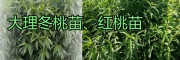 云南大理優(yōu)質(zhì)的果苗基地，冬桃苗、軟籽石榴苗|木瓜苗