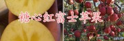 糖心紅富士蘋果批發(fā)價格-曲靖糖心紅富士基地-糖心紅富士圖片