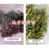 金果欖種植幾年可以挖？云南金果欖種植-地苦膽種植基地