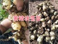 普洱黃精塊莖苗-滇黃精紅花#滇黃精種苗銷售批發(fā)信息