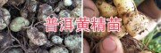 黃精塊莖種苗、滇黃精成品自產(chǎn)自銷-14736739836