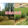 求購(gòu)脆紅李子苗-脆紅李苗基地：大理脆紅李苗銷(xiāo)售商