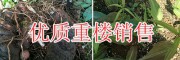 重樓籽2018銷售價(jià)格/紅河重樓苗、鮮重樓供應(yīng)商-農(nóng)業(yè)