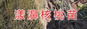 優(yōu)質(zhì)核桃苗-漾濞大泡核桃、娘青核桃種苗供應(yīng)銷售