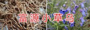 云南小草烏鮮貨&小草烏價格多少錢一斤-富源縣草烏合作社