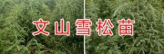 文山雪松苗一棵多少錢？文山黃李子苗、蘋果苗價(jià)格信息