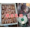 昆明乳鴿養(yǎng)殖場-昆明乳鴿價格/昆明新鮮速凍乳鴿讓供應