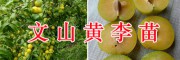 文山日本翠甜柿苗、大紅袍花椒&金太陽(yáng)杏子苗銷(xiāo)售