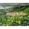 紅河草果苗基地：屏邊草果30萬(wàn)棵20公分至70公分出售