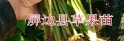 云南草果苗現(xiàn)貨批發(fā)*供貨量30萬(wàn)棵#15974720606