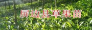 優(yōu)質(zhì)草果苗基地直銷*滇南大圍山屏邊草果苗