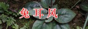 云南兔耳風(fēng)銷售，祿勸夜交藤、土荊芥首烏藥材批發(fā)