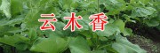 昆明云木香產(chǎn)地-祿勸附子&云木香&南星藥材商