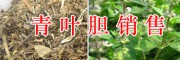 昆明青葉膽多少錢？千里光價(jià)格-半夏、首烏收購