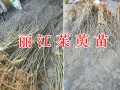 哪里能批發(fā)高產(chǎn)吳茱萸苗？云南麗江茱萸栽培基地