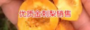 金刺梨苗價格表@今年金刺梨苗價格是多少?