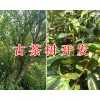 古茶樹價(jià)格、百年古茶樹/古茶樹開發(fā)項(xiàng)目合作