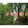 古樹(shù)茶多少錢一斤/紅河古茶樹(shù)-茶園項(xiàng)目