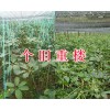 求購3年生的滇重樓苗-紅河個舊3年生重樓苗批發(fā)