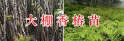 香椿樹(shù)苗價(jià)格&云南香椿苗批發(fā)/13577804428