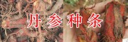 四川紫花野丹參出售&四川中藥材種植網(wǎng)087164183683