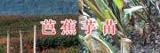 2018年芭蕉芋苗供應(yīng)-芭蕉芋種植包收購(gòu)/普洱芭蕉苗