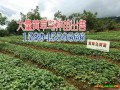 黃草烏_云南草烏多少錢(qián)一斤_ 劍川潤(rùn)滇中藥材種植有限公司