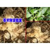 云南蒼術高度技術資料大全&蒼術價格是多少錢一斤？