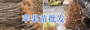 優(yōu)質(zhì)蘋果苗/昭通糖心蘋果樹(shù)/紅富士蘋果苗銷售